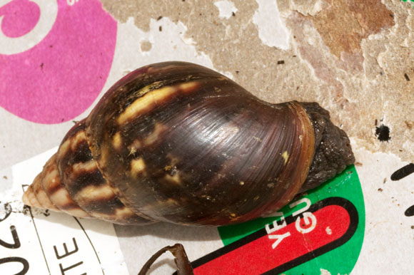 Lissachatina fulica